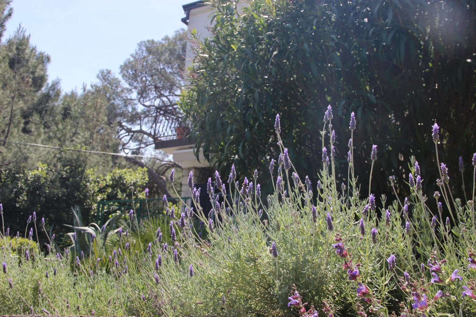Cappelli Apartments - Losinj Mali Lošinj Eksteriør bilde